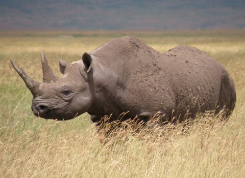 Tê giác đen. Từ nay nơi duy nhất có thể nhìn thấy loài tê giác đen tây Phi là ở bảo tàng. IUCN vừa công bố loài này tuyệt chủng. Tổ chức IUCN cũng cảnh báo 1/4 các loài động vật có vú có nguy cơ tuyệt chủng cao.